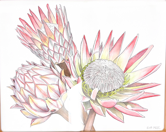 Proteas by Ewa Mosc